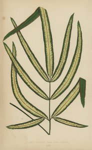 Pteris Cretica, Variety Albo-Lineata by English School